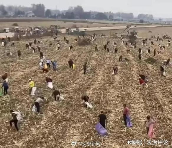 2025新澳门精准正版图库和村民哄抢承包地土豆与村民承包地哄抢花生