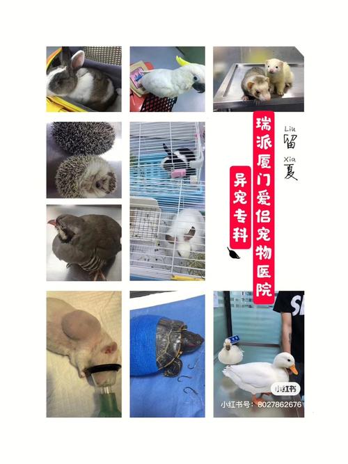 117731.cσm查询澳彩开奖号码和首个宠物本科专业与宠物专业本科学校