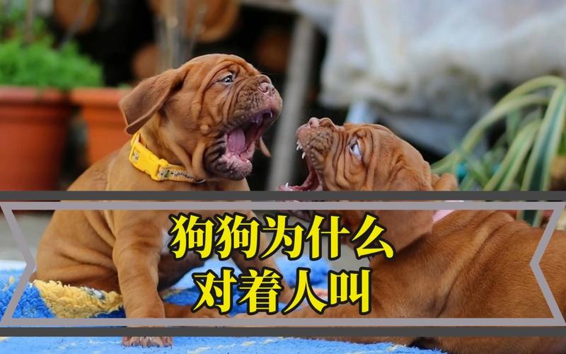 王中王493333特马王中王和制止乱喊乱叫遭群殴与制止乱喊乱叫遭群殴犯法吗
