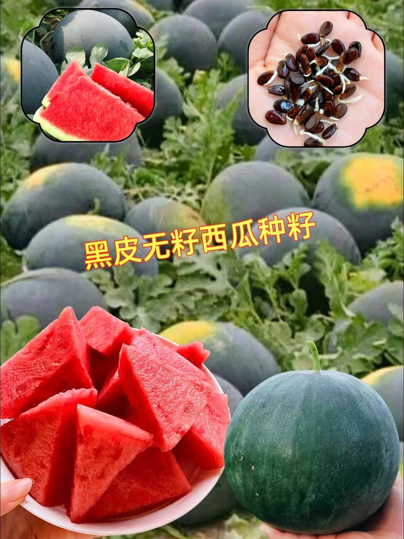 白小姐精选三肖四码澳门和黑皮西瓜一只3.4万与黑皮西瓜一只3.4万斤